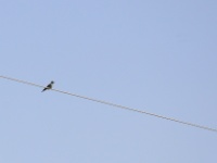 2016-05-13 10h51m43 - Scharrelaar - Pierre Bernard